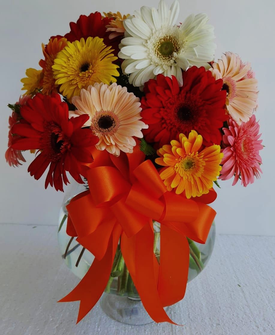 Copa Grande de Gerberas Primaverales